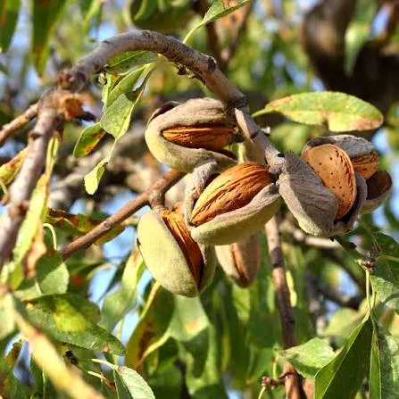 Almonds thumbnail 4