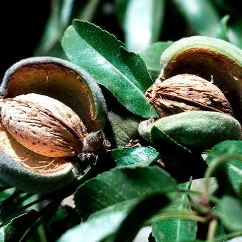 Almonds thumbnail 5